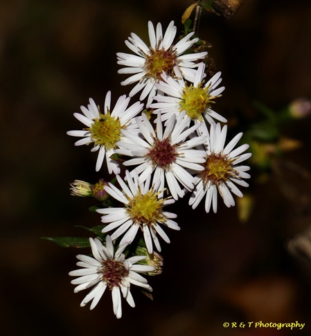 {Symphyotrichum racemosum}